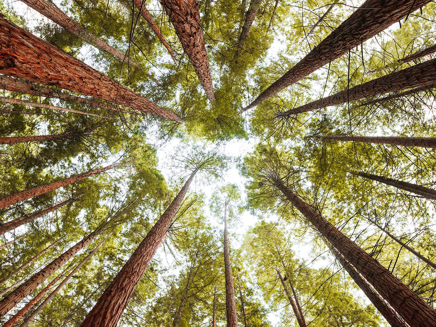 Why Wood Floresta e Sustentabilidade