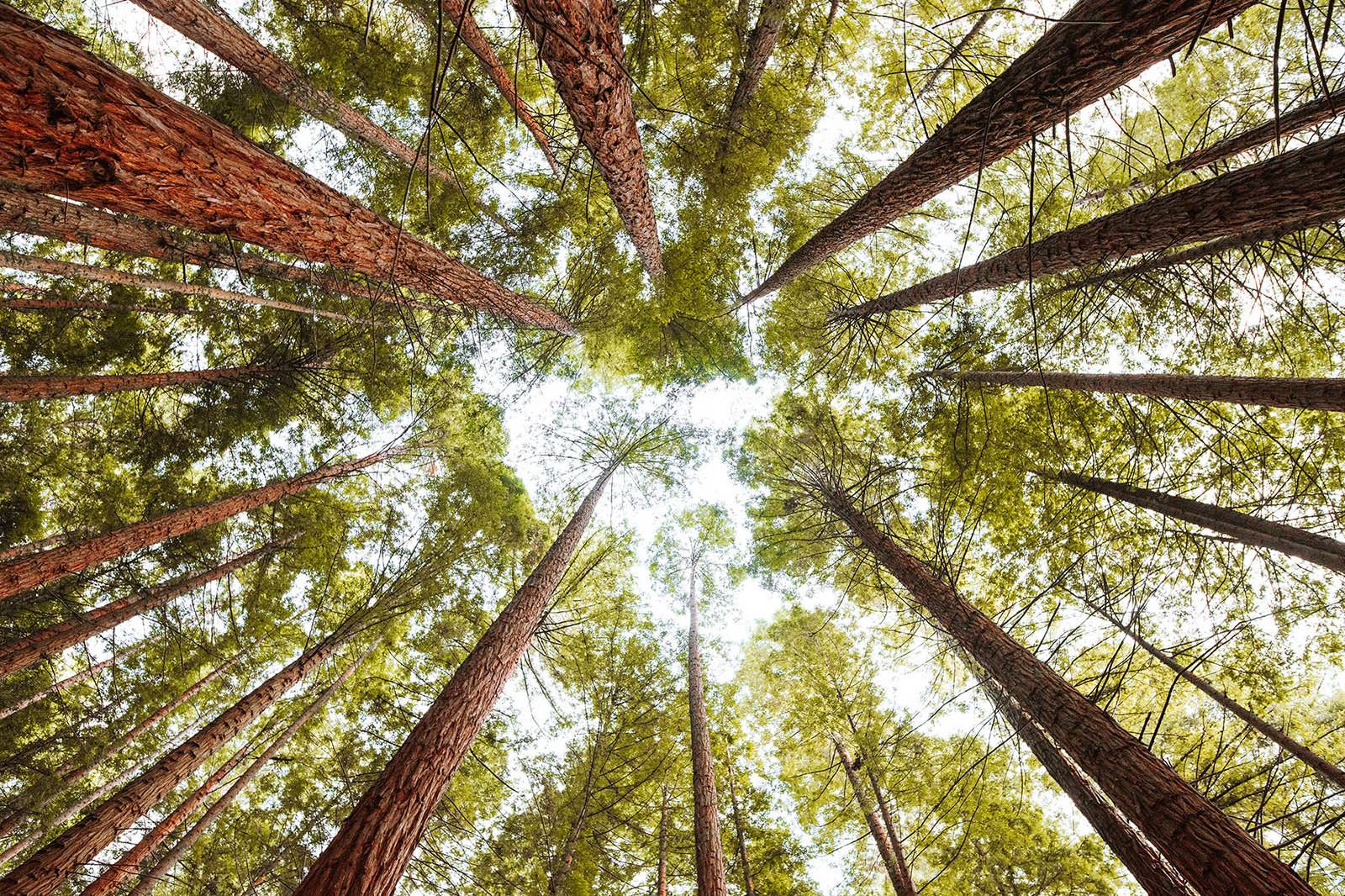 Why Wood Floresta e Sustentabilidade